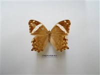 藏品(長紋黛眼蝶)的圖片